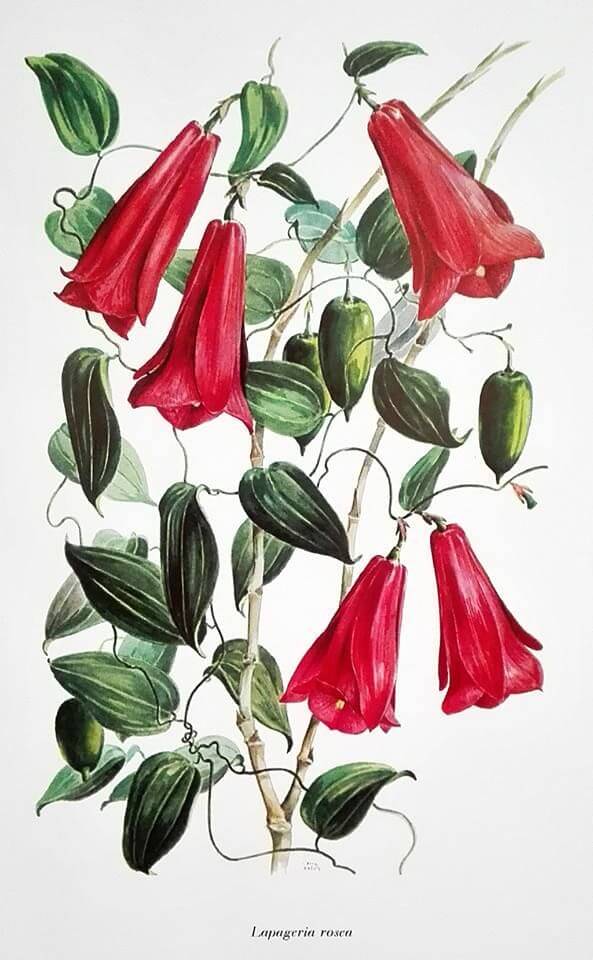 «Lapageria rosea» de Carlos Muñoz Pizarro.